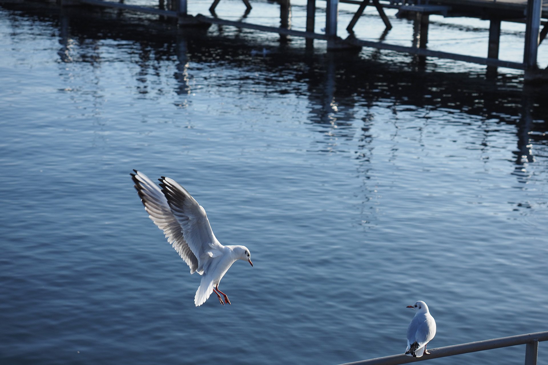 Olympus OM-D E-M1 Mark II: C-AF+Tracking, Bild 06